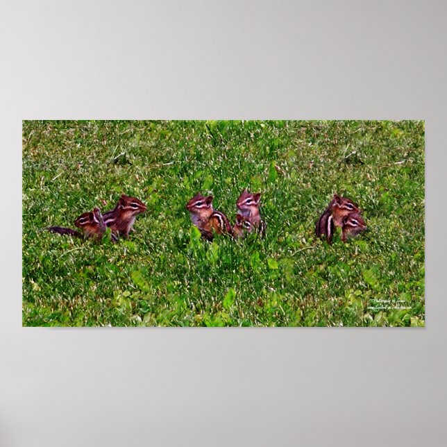Baby Chipmunks Collage 1 Animal Pencil Art Poster (Front)