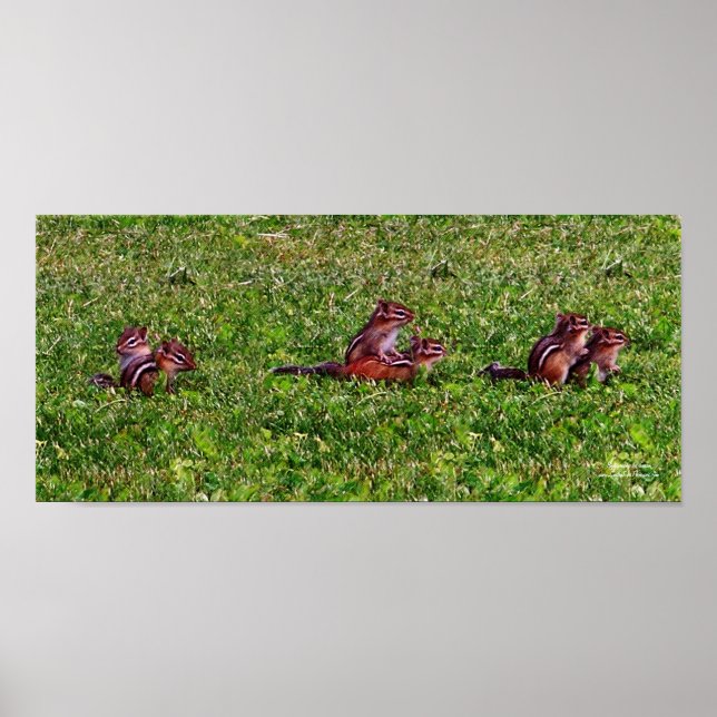 Baby Chipmunks Collage 2 Animal Pencil Art Poster (Front)