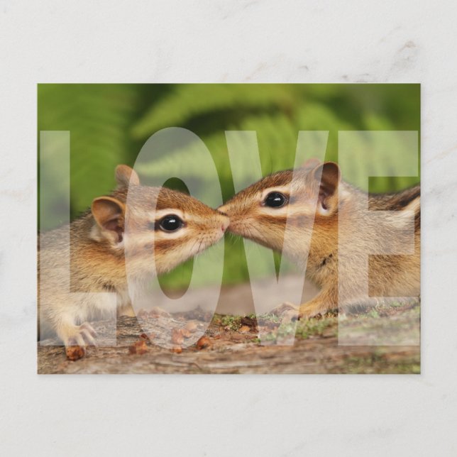 Baby Chipmunks Love Design Carte postale (Devant)