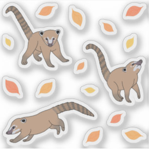 Baby Coatis