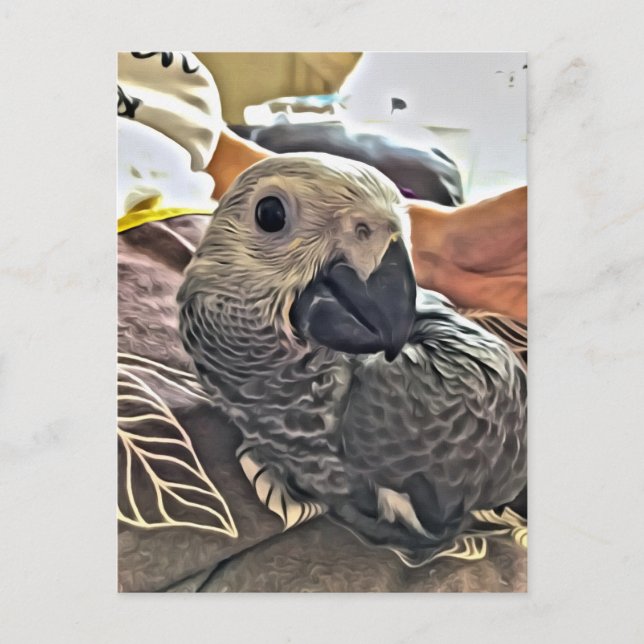 Baby Congo African Grey Parrot Postcard (Front)