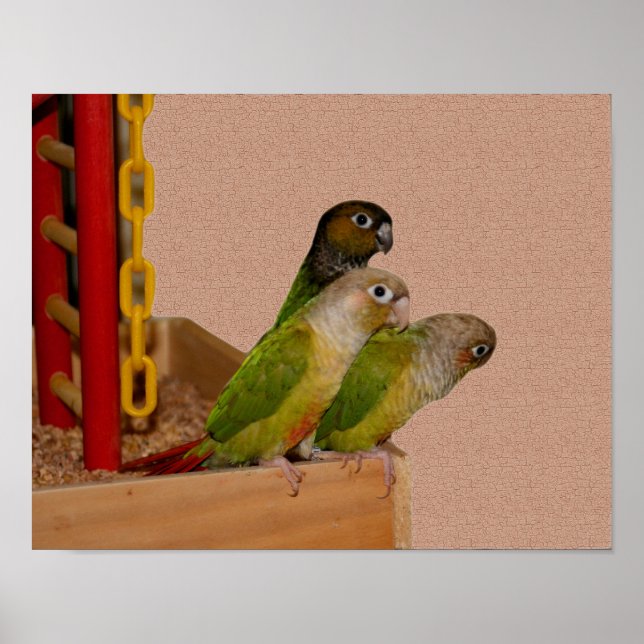Baby Conure Parrots Bird Poster (Front)