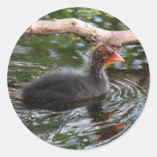 Baby Coot Classic Round Sticker