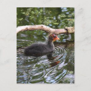 Baby Coot Postcard