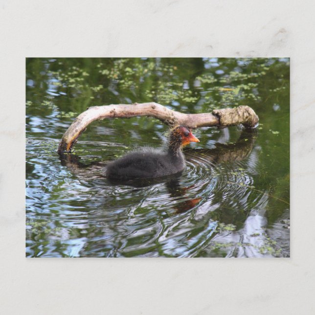 Baby Coot Postcard (Front)