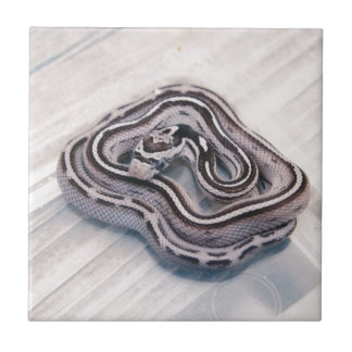 Baby Corn Snake Tile