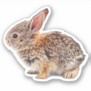 Baby Cottontail Rabbit