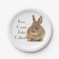 Baby Cottontail Rabbit