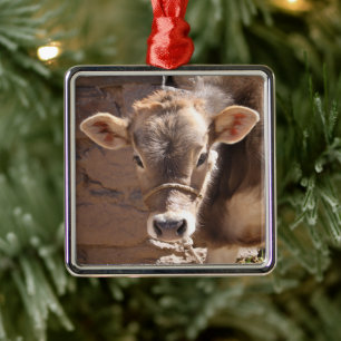 Baby Cow - Brown Baby Calf Close Up Face Metal Ornament