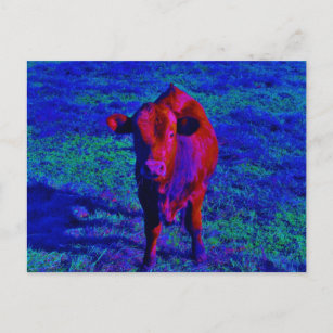 Baby Cow Purple grass Postcard