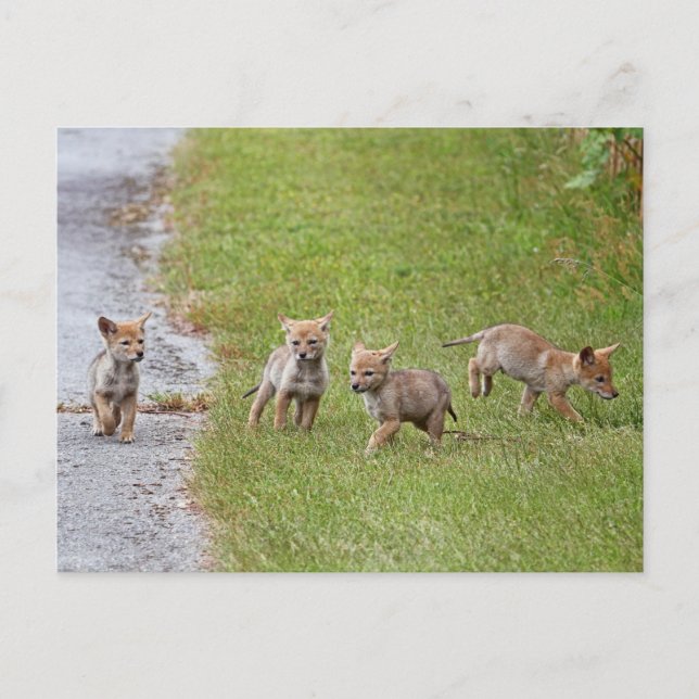Baby Coyotes Running and Playing Postcard (Front)