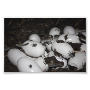 Baby Crocodiles Photo Print