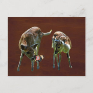 Baby Deer and butterfly Postcard