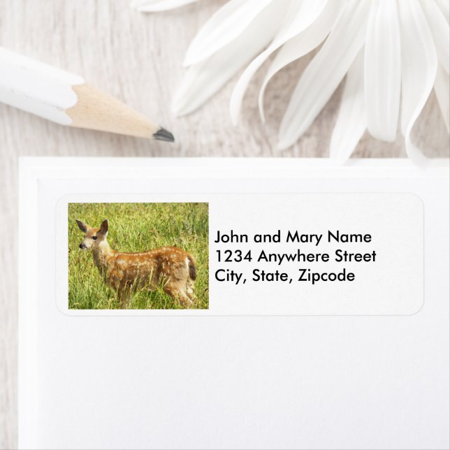 Baby Deer Fawn Nature Photo Retour Adresse (En situation)