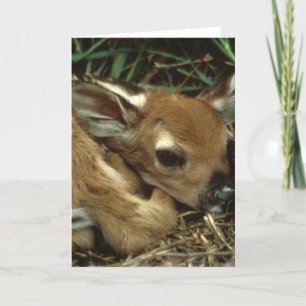 Baby Deer Greeting Card