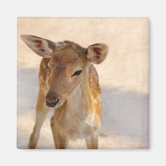 Baby Deer Magnet (Front)