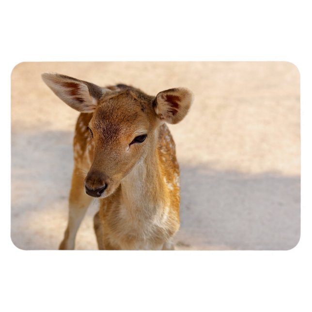 Baby Deer Magnet (Horizontal)