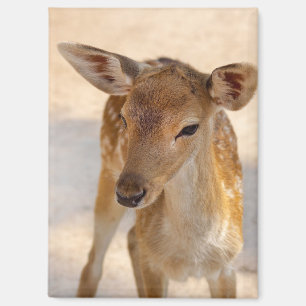 Baby Deer Magnet