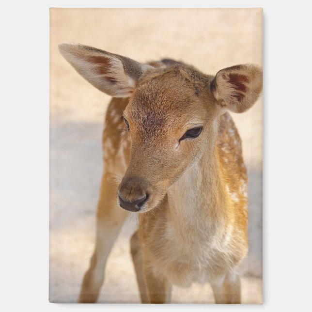 Baby Deer Magnet (Front)