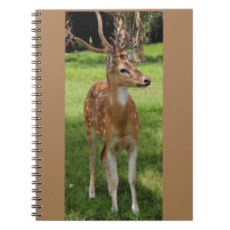 Baby deer notebook