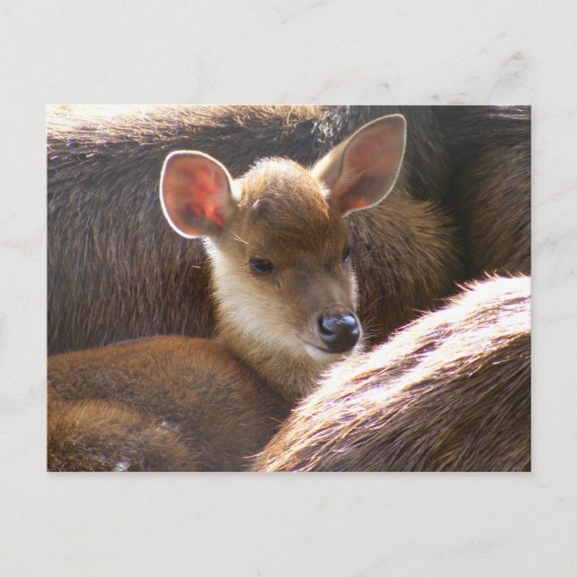baby deer postcard (Front)