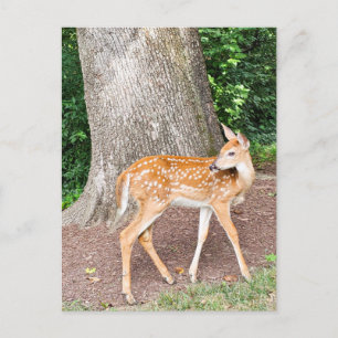 Baby deer postcard