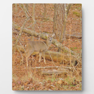 Baby Deer's First winter Plaque