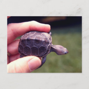 Baby Diamondback Turtle Postcard