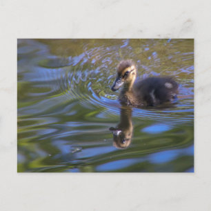 Baby Donald Postcard