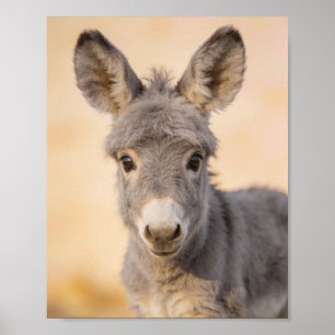 Baby Donkey Portrait – Farmhouse Nursery Art Poster