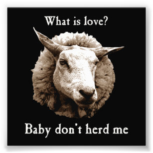 Baby Don't Herd Me Sheep Photo Print