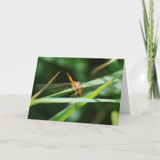Baby Dragonfly Card