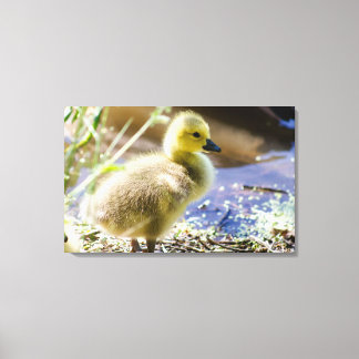 Baby Duck Canvas Print