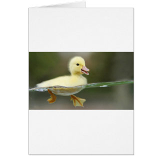 baby duck swimming cute