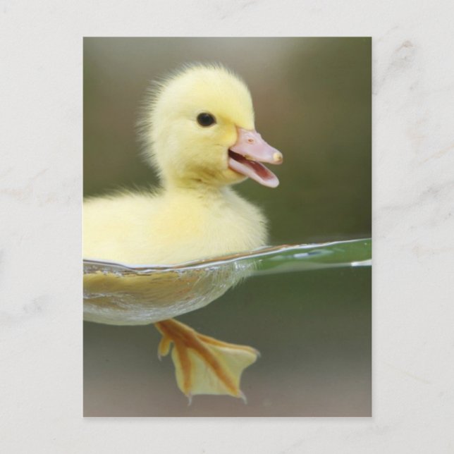 baby duck swimming cute postcard (Front)