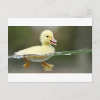 baby duck swimming cute postcard