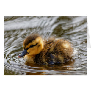 Baby Duckling Paddles in the Local Pond