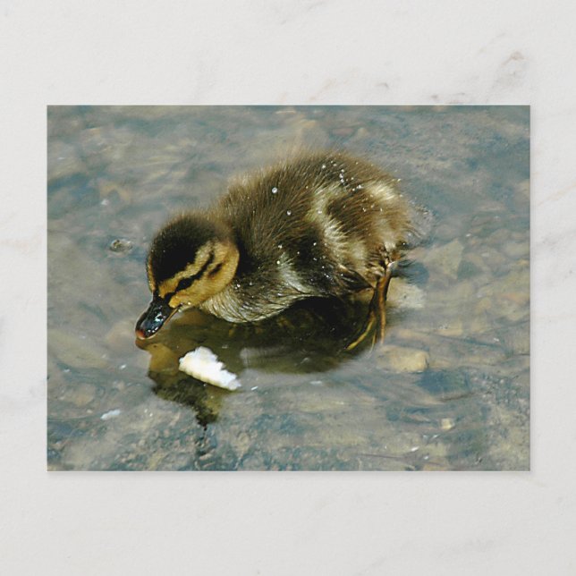 Baby Duckling Postcard (Front)