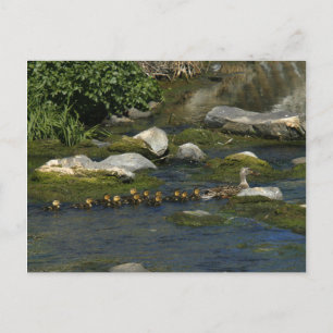 Baby Ducks 1 Postcard