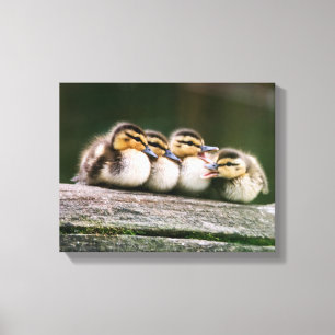 Baby Ducks Canvas Print