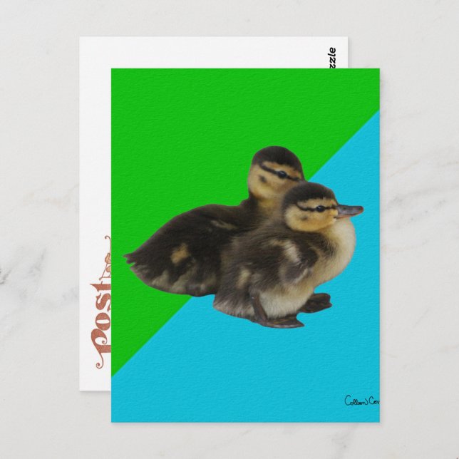 Baby Ducks on Grass Green and Sky Blue Postcard (Front/Back)