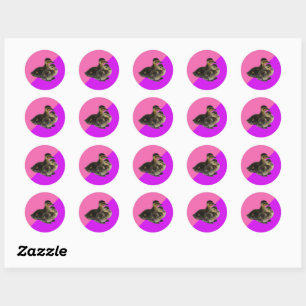 Baby Ducks on Pink Raspberry and Purple Sorbet Classic Round Sticker