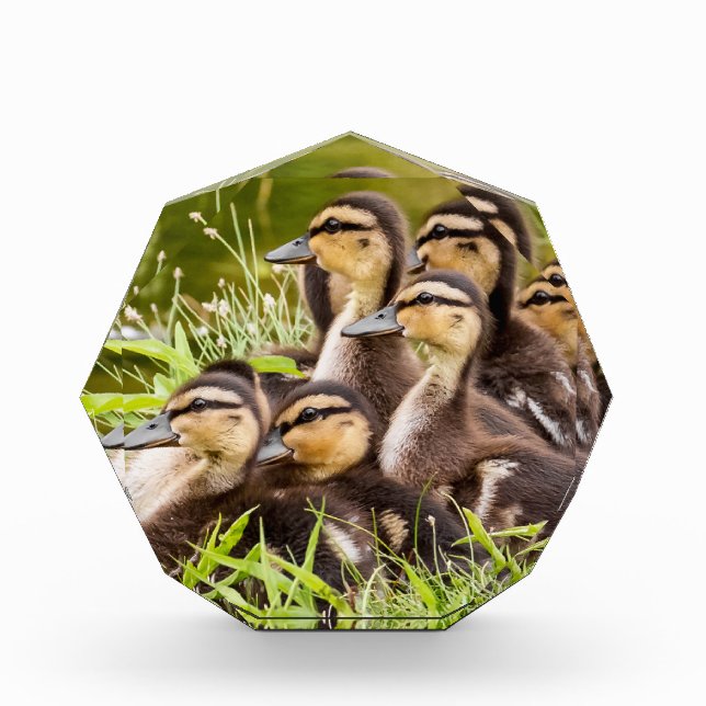Baby Ducks Photo Block (Front)