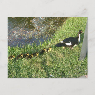 baby ducks :) postcard