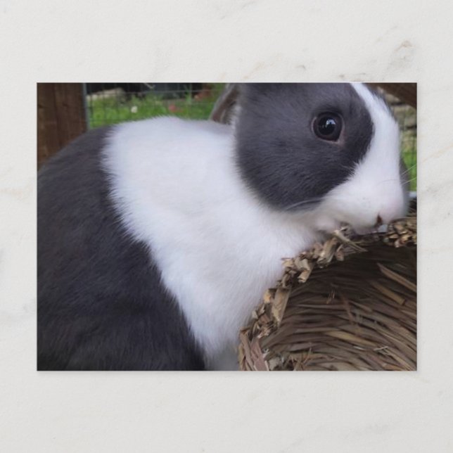Baby Dutch Rabbit Bunny Carte postale (Devant)