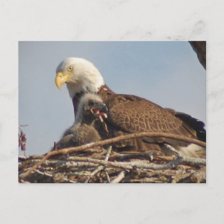 Baby Eagle 2011 Postcard