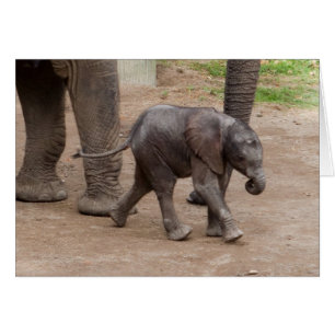Baby Elephant