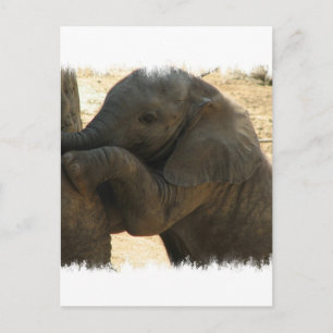 Baby Elephant Card