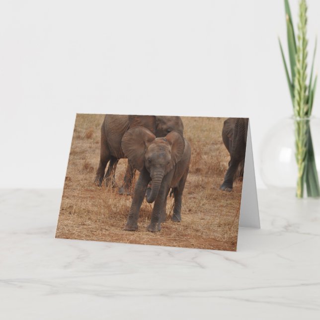 Baby Elephant Card (Front)