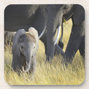 Baby Elephant Coaster